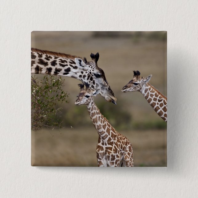 Maasai Giraffe (Giraffe Tippelskirchi) Pinback Button (Front)