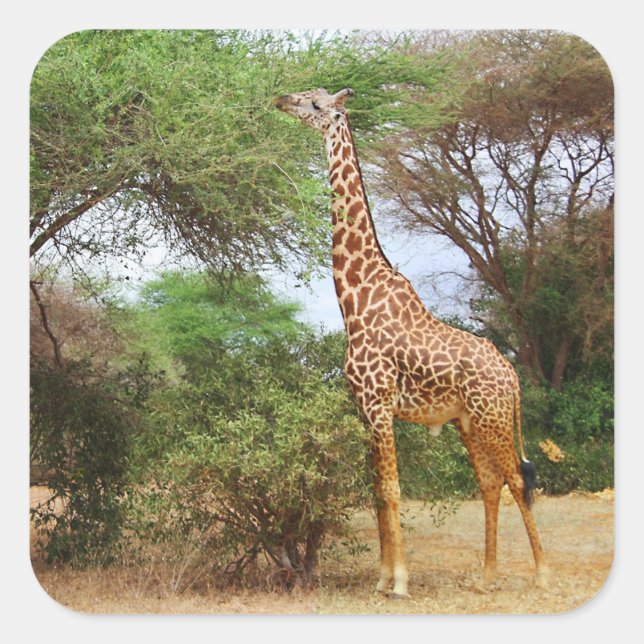 Maasai Giraffe Sticker (Front)