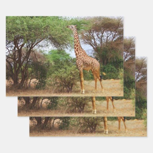 Maasai Giraffe Wrapping Paper Sheets