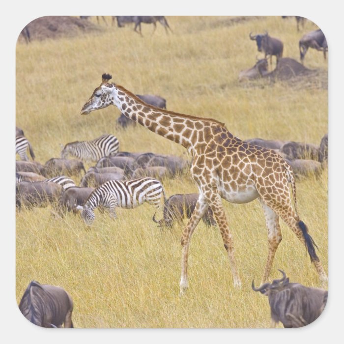 Maasai Giraffes roaming across the Maasai Mara 2 Stickers