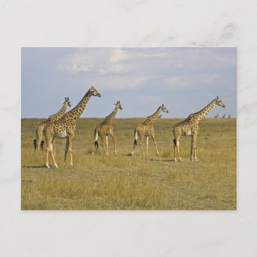 Maasai Giraffes roaming across the Maasai Mara Postcard