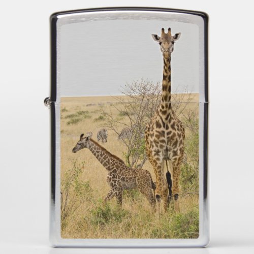 Maasai Giraffes roaming across the Maasai Mara Zippo Lighter