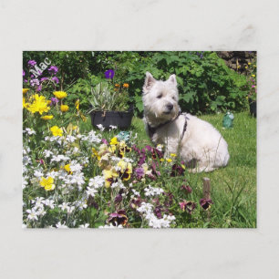 Mac, West Highland White Terrier Westie Postcard
