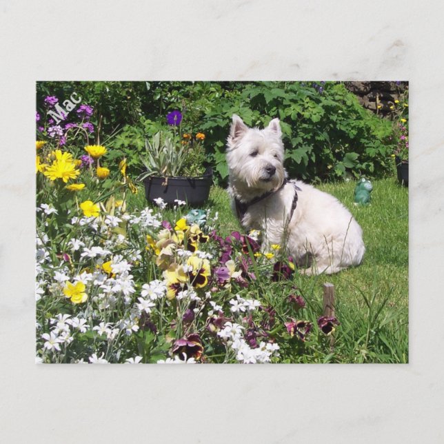 Mac, West Highland White Terrier Westie Postcard (Front)