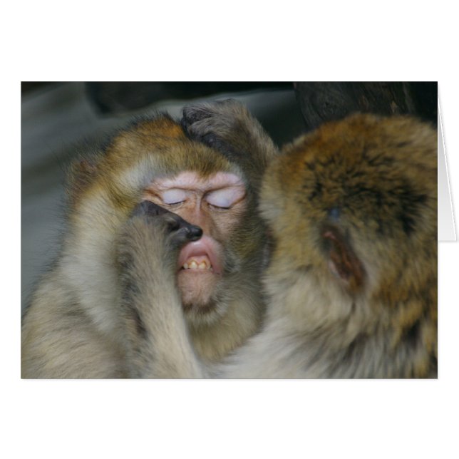 Macaca sylvanus cards (Front Horizontal)