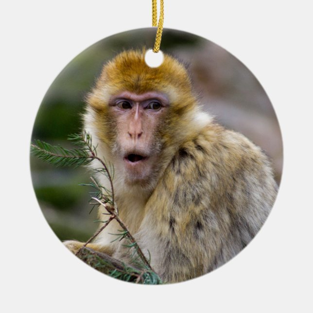 Macaca sylvanus ceramic ornament (Front)