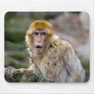 Macaca sylvanus mouse pad