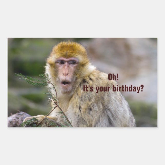 Macaca sylvanus rectangular sticker (Front)