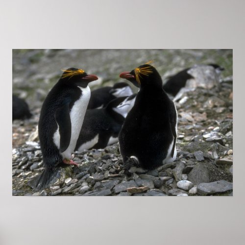 Macaroni Penguin _ Pair At Nest Poster