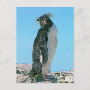 Macaroni penguin postcard