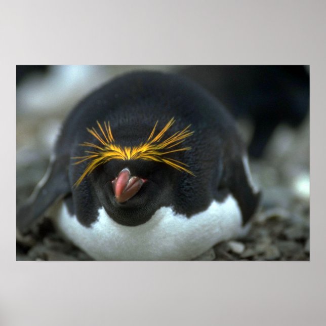 Macaroni Penguin Sitting On Egg Poster (Front)