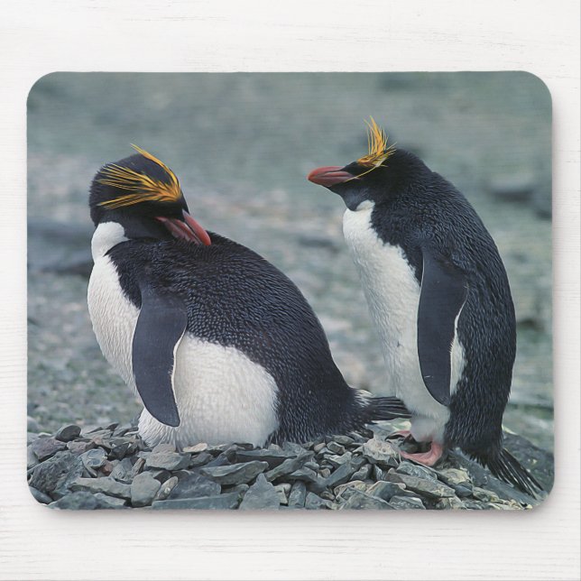 Macaroni penguins mouse pad (Front)
