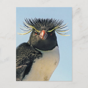 Macaroni penguins postcard