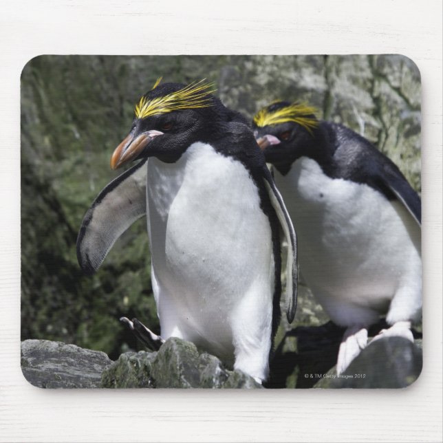 Macaroni Penguins, South Georgia Mouse Pad (Front)