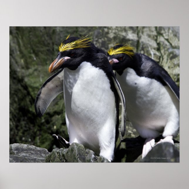 Macaroni Penguins, South Georgia Poster (Front)