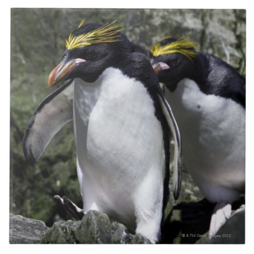 Macaroni Penguins South Georgia Tile