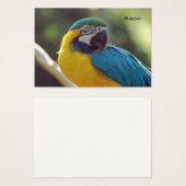 macaw (Front & Back)