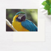 macaw (Desk)