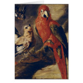 Macaw and Bullfinch (Front)