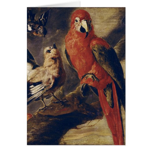 Macaw and Bullfinch Cards (Front)