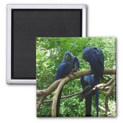 Macaw Birds Magnet