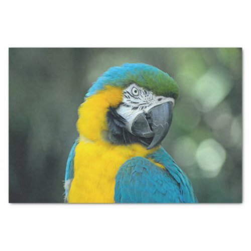 Macaw Blue and Yellow Photo Tissue Paper