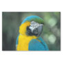 Macaw Blue and Yellow Photo Tissue Paper