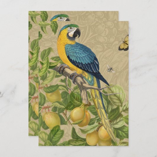 Macaw Blue Yellow Tropical Jungle Antique (Front/Back)