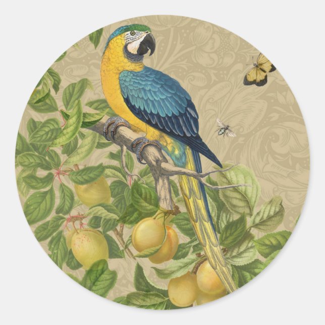 Macaw Blue Yellow Tropical Jungle Antique Classic Round Sticker (Front)