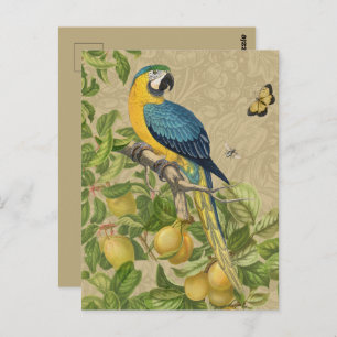 Macaw Blue Yellow Tropical Jungle Antique Postcard