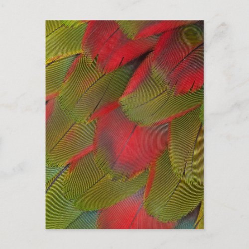 Macaw Breast Feather Design Postcard