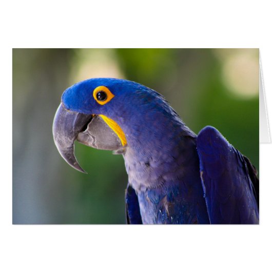 Macaw Cards (Front Horizontal)