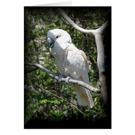 Macaw Cards (Front)
