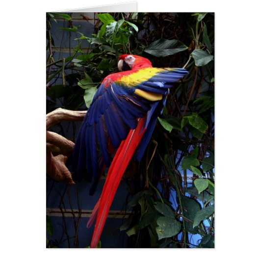 Macaw Cards (Front)
