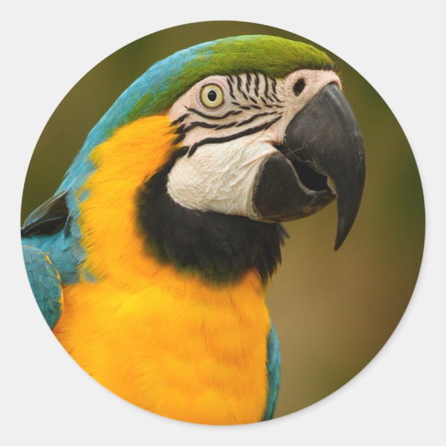 macaw classic round sticker (Front)