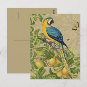 Macaw Classic Victorian Tropical Parrot and Lemon  Postcard