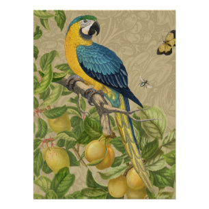 Macaw Classic Victorian Tropical Parrot and Lemon  Poster