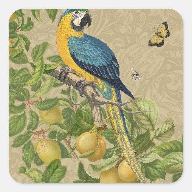 Macaw Classic Victorian Tropical Parrot and Lemon  Square Sticker (Front)