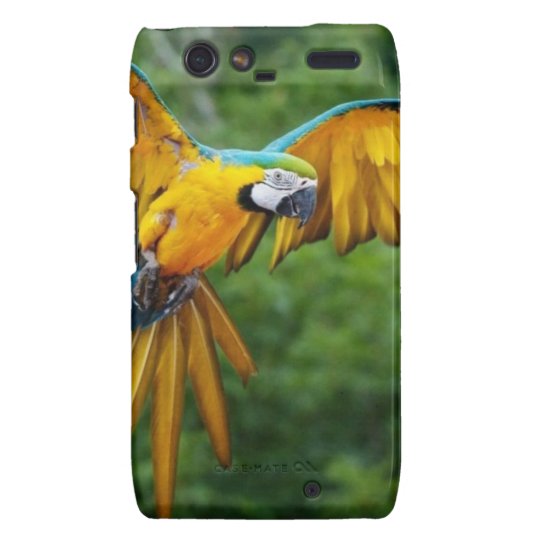 Macaw Droid RAZR Cover