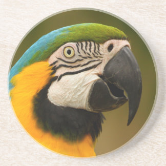 macaw face coaster
