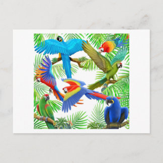 Macaw Jungle Postcard