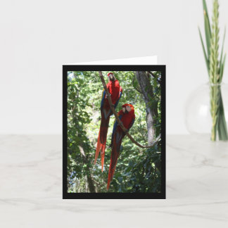 Macaw Notecard
