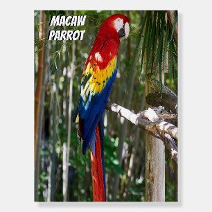 Macaw Parrot at the Beach Foam Board