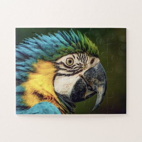 Macaw Parrot Bird Animal jigsaw puzzle
