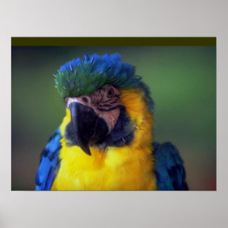 Macaw Parrot Bird Wall Poster Mural