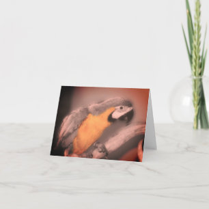 Macaw Parrot Black White Partial Color Note Card