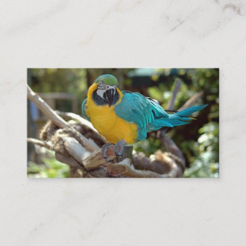 Macaw Parrot Business Card