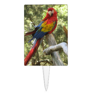 Macaw Parrot Cake Topper