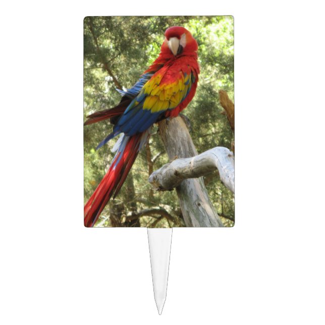Macaw Parrot Cake Topper (Front)