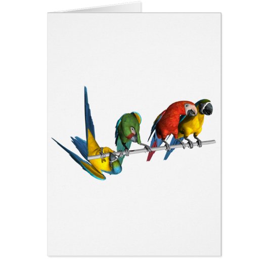 Macaw Parrot Cards (Front)